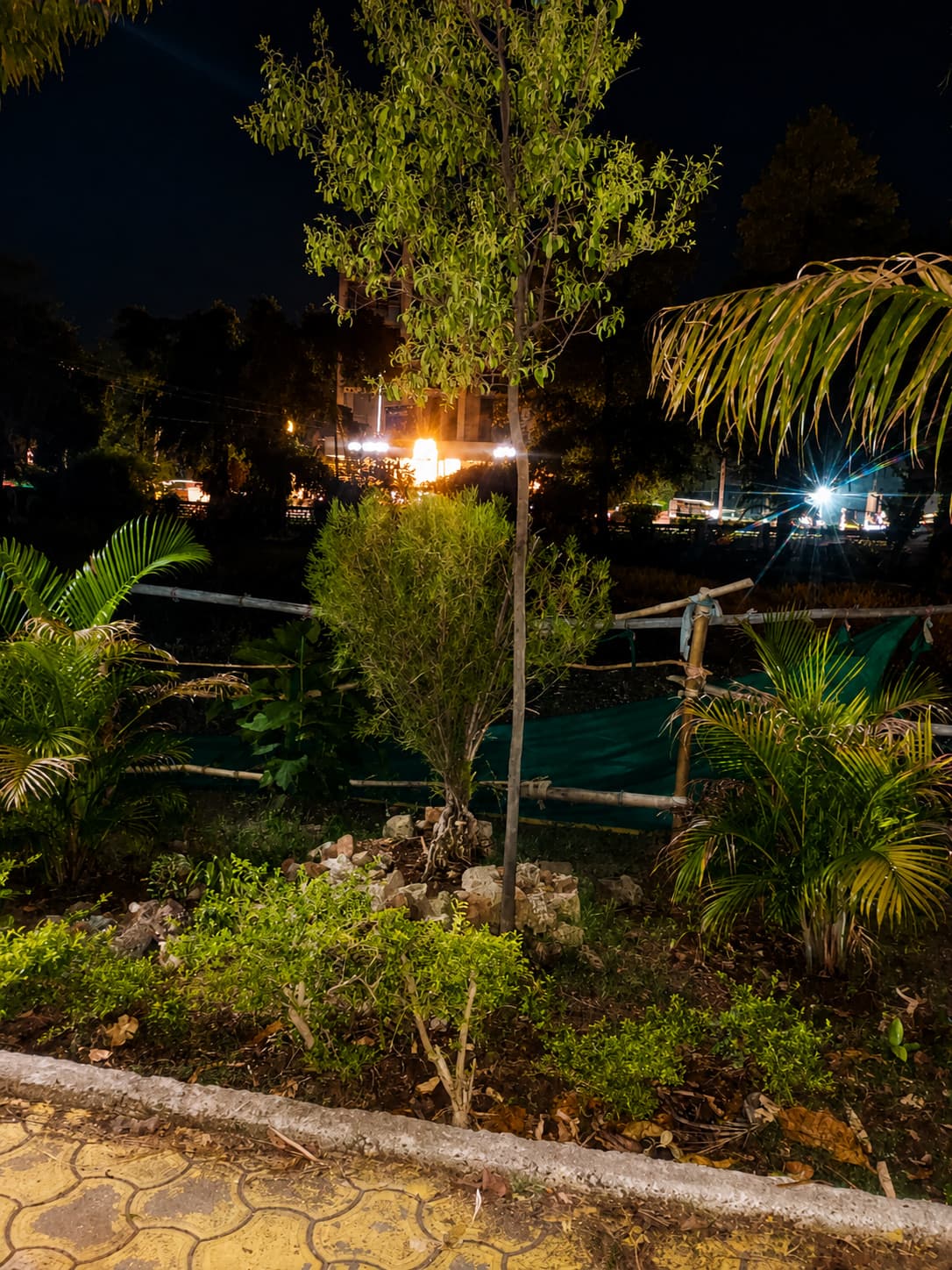 Nighttime garden pathway with palm trees